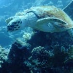 Turtle - Egypt 2014