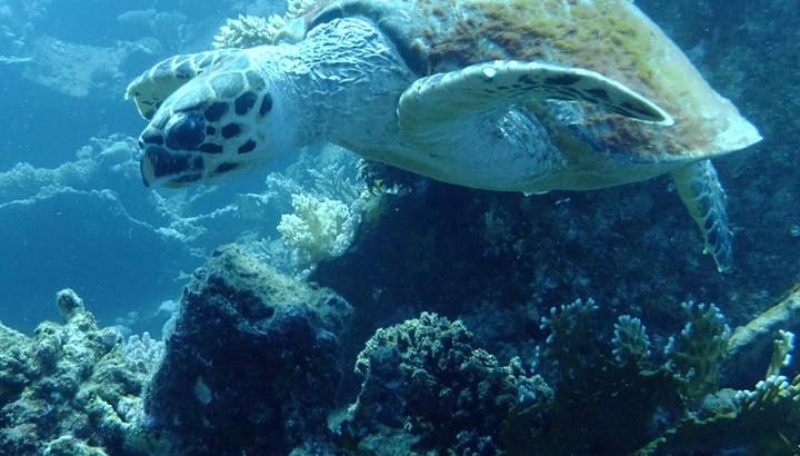 Turtle - Egypt 2014
