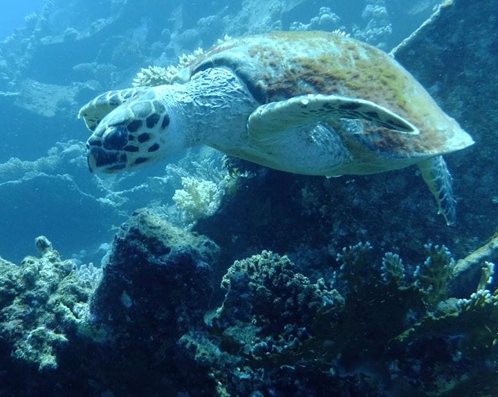 Turtle - Egypt 2014