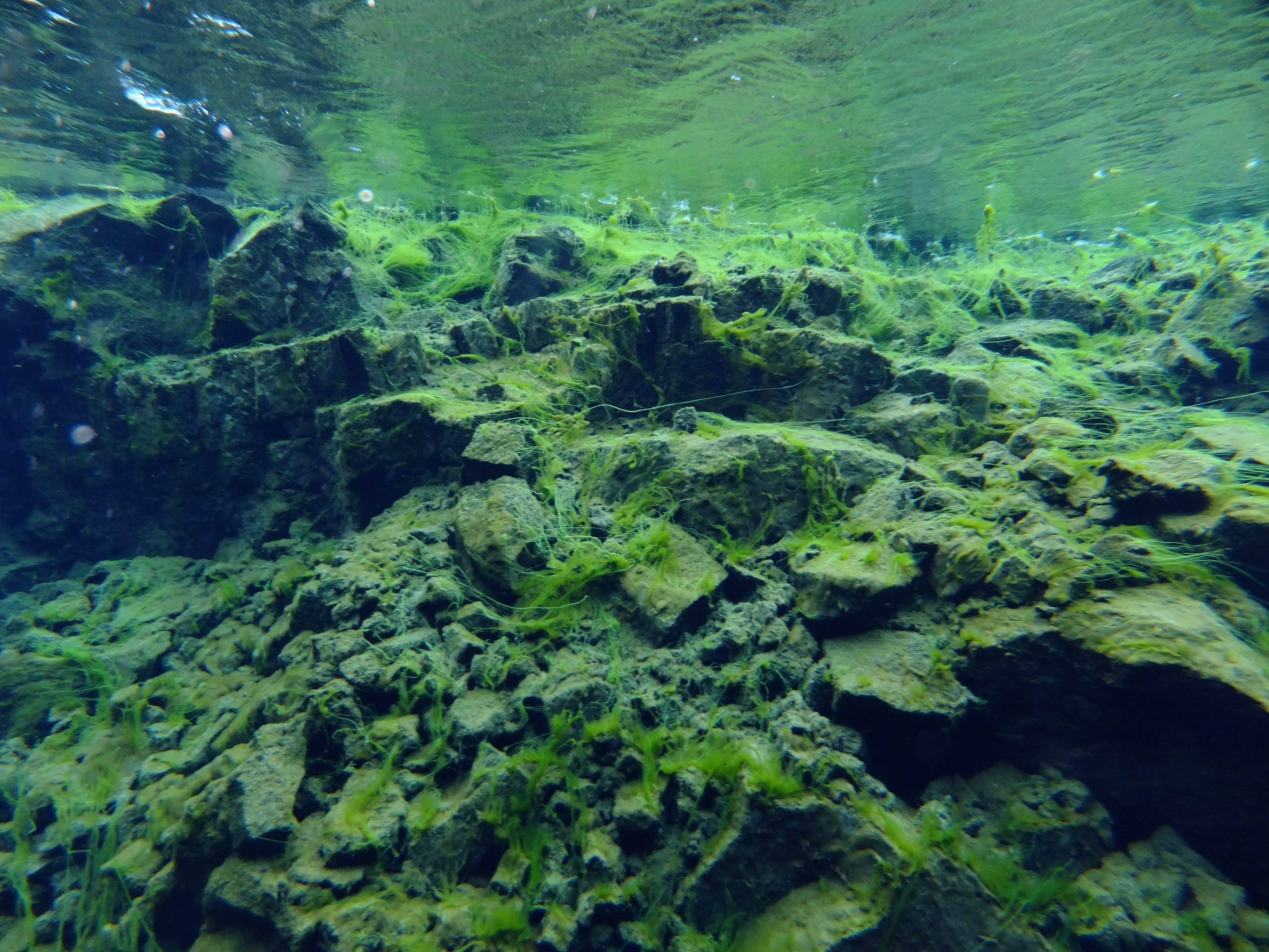 Silfra – Dive 2
